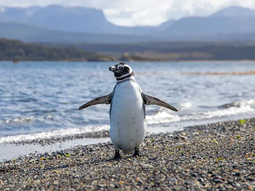 Pinguin an der Küste Patagoniens mit Meer und Bergen im Hintergrund