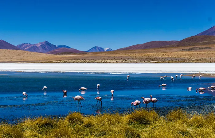 Flamingos in a lagoon in the Bolivian Altiplano with mountains in the background
