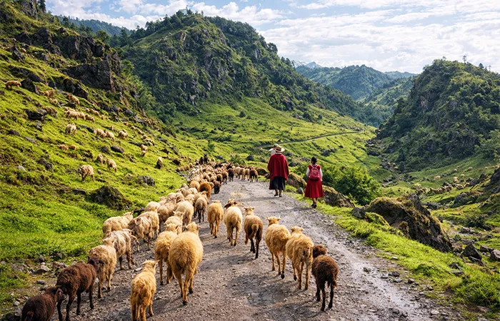 Des bergers font paître des troupeaux de moutons à travers un paysage de montagne verdoyant dans le triangle d'Ixil près de Nebaj, dans les hauts plateaux du Guatemala.