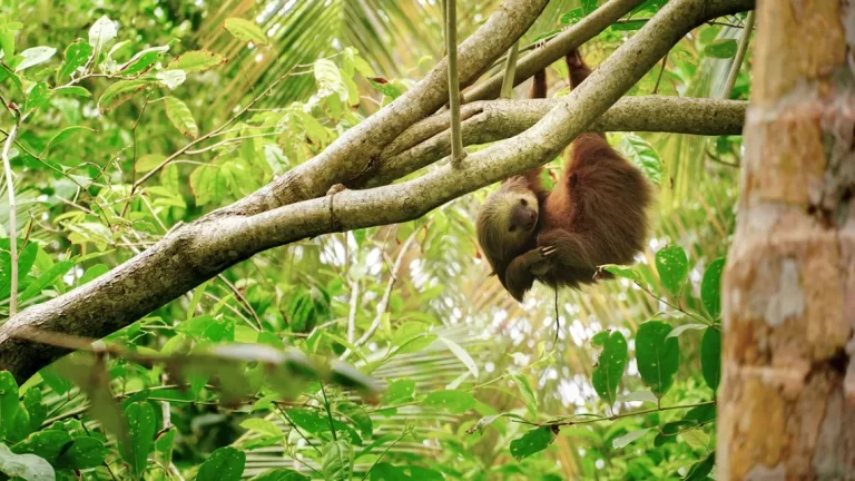 Sloth hanging in a tree in the tropical rainforest of Costa Rica