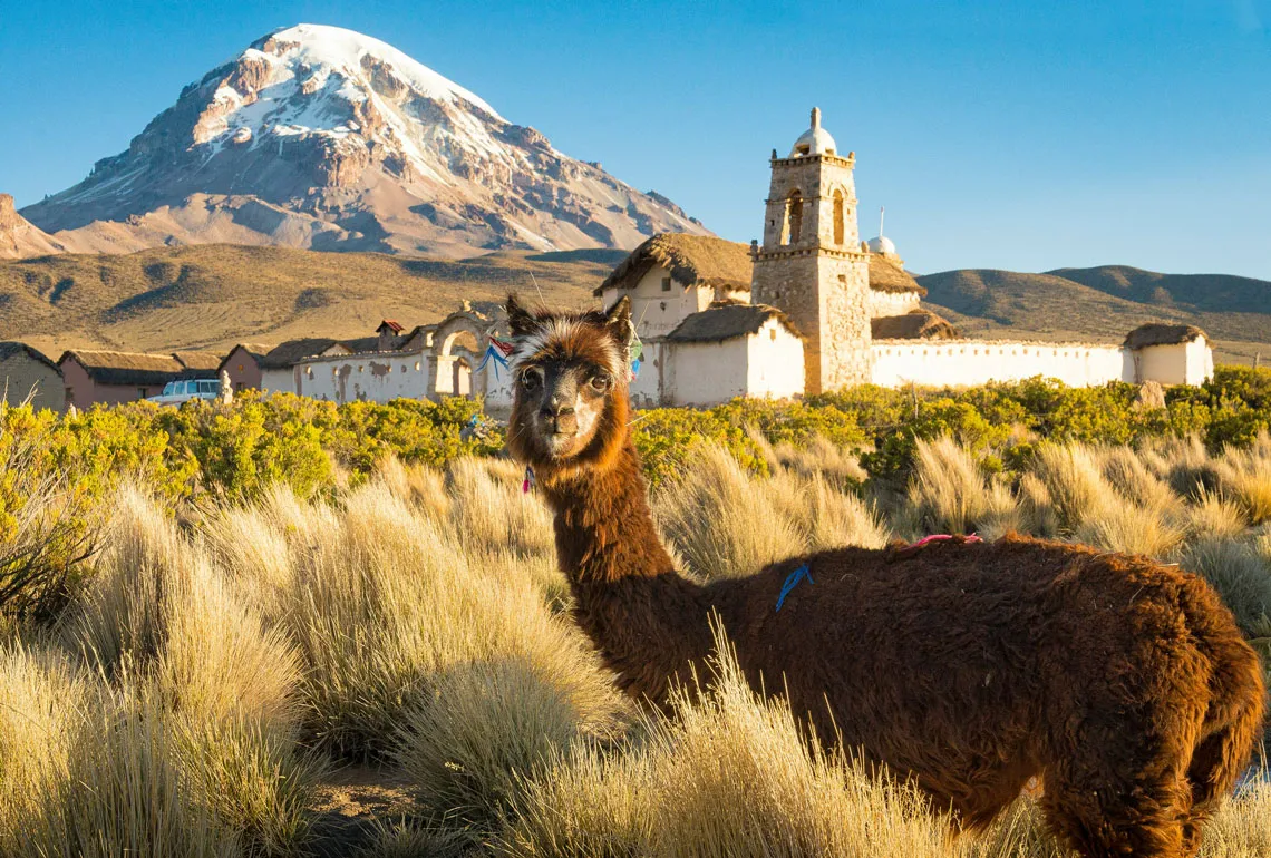 Alpaca in a highland landscape with a church and snow-covered volcano in Bolivia