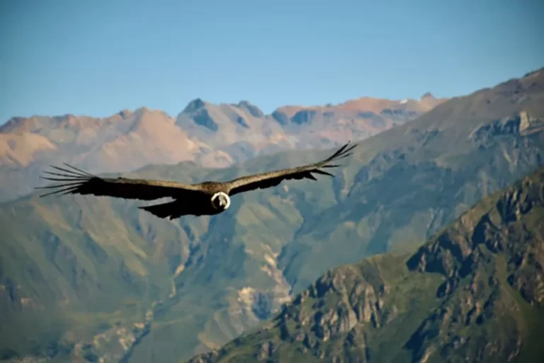 Andean condor in flight over the Colca Canyon in Peru