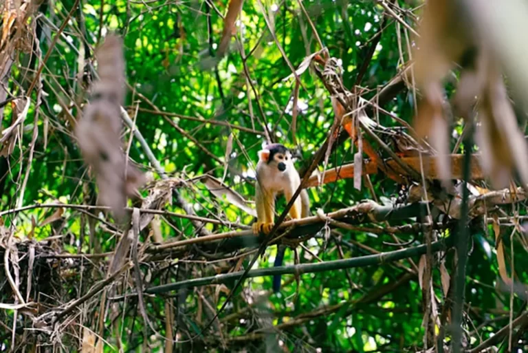 Monkey in the dense rainforest of the Tambopata Amazon region