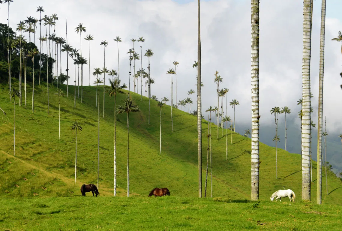 Palmas de cera en el verde Valle de Cocora con caballos pastando, Colombia