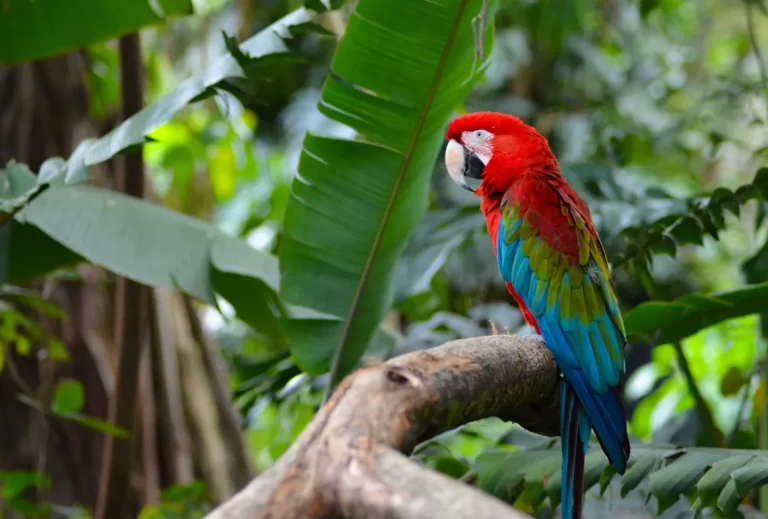 Ara coloré dans la forêt tropicale de Colombie